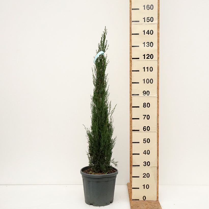 Amostra de Cupressus sempervirens Pyramidalis Vaso de 7,5 L/10 L tal como entregue no outono