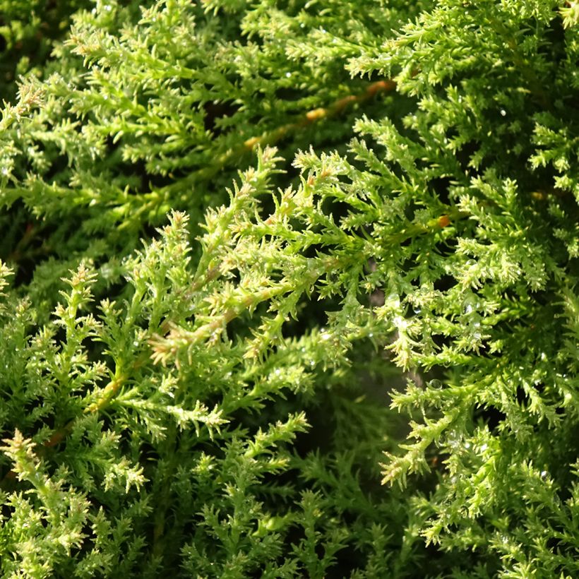 Microbiota decussata Fuzzball (Folhagem)
