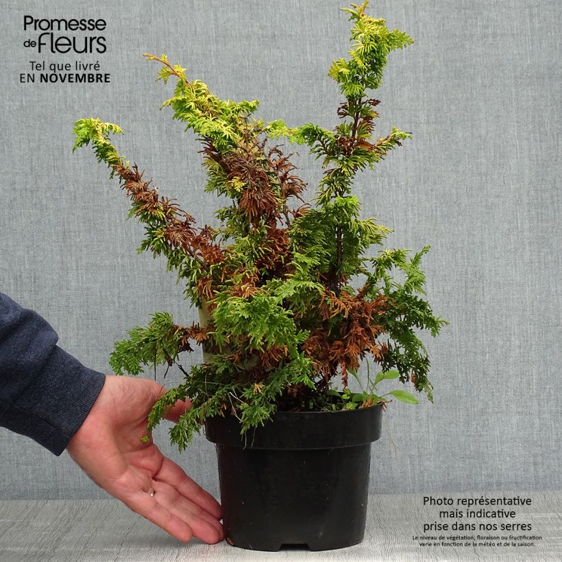 Amostra de Chamaecyparis obtusa Fernspray Gold Vaso de 2 L/3 L tal como entregue no outono