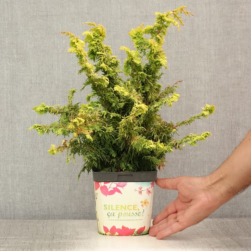 Amostra de Chamaecyparis obtusa Fernspray Gold Vaso de 2 L/3 L tal como entregue no verão