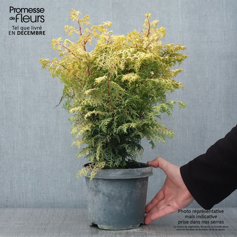 Amostra de Chamaecyparis obtusa Lucas Vaso de 2 L/3 L tal como entregue no outono