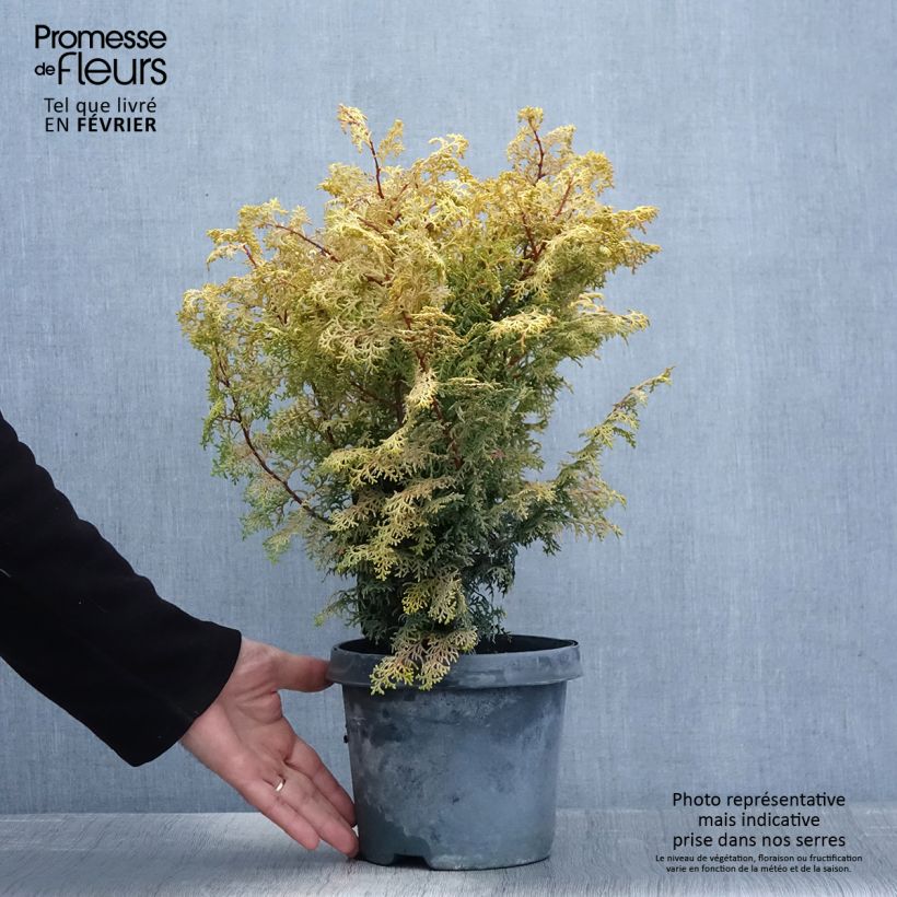 Amostra de Cyprès hinoki du Japon - Chamaecyparis obtusa Lucas Vaso de 2 L/3 L tal como entregue no inverno