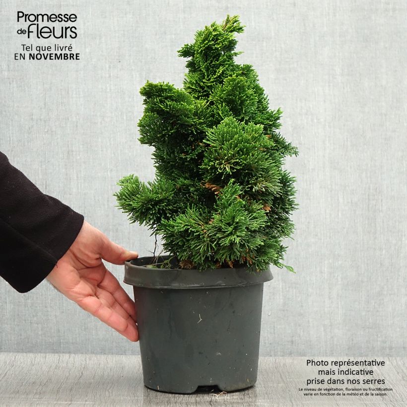 Amostra de Chamaecyparis obtusa Nana aurea Vaso de 2 L/3 L tal como entregue no outono