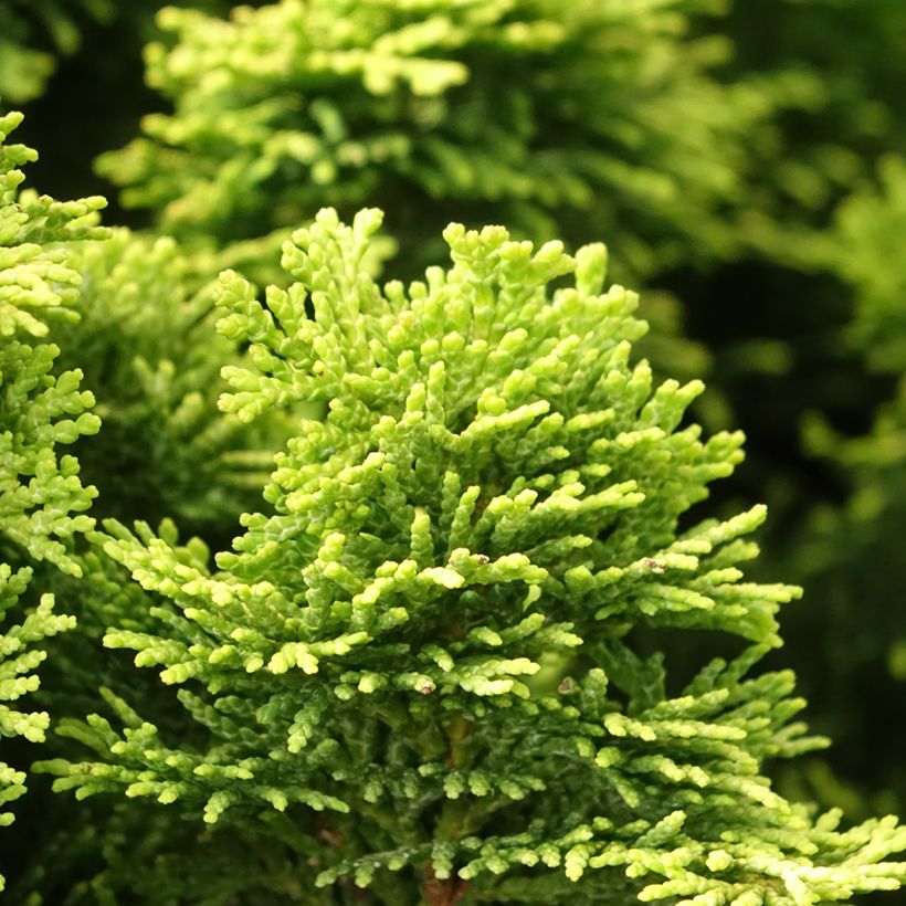 Chamaecyparis obtusa Nana aurea (Folhagem)