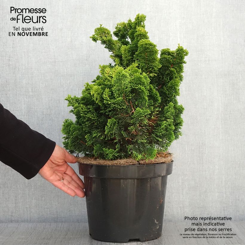 Amostra de Chamaecyparis obtusa Nana aurea Vaso de 7,5 L/10 L, Haste tal como entregue no outono