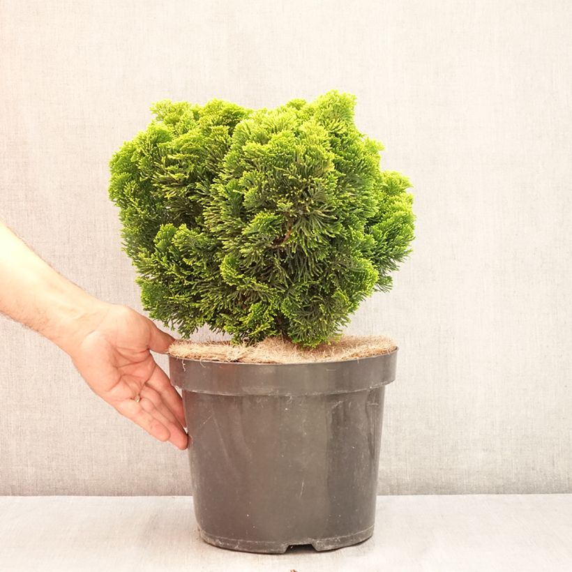Amostra de Chamaecyparis obtusa Nana aurea Vaso de 7,5 L/10 L, Haste tal como entregue no verão