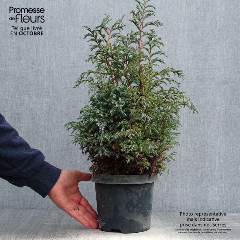 Amostra de Chamaecyparis pisifera Baby Blue Vaso de 3 L/4 L tal como entregue no outono