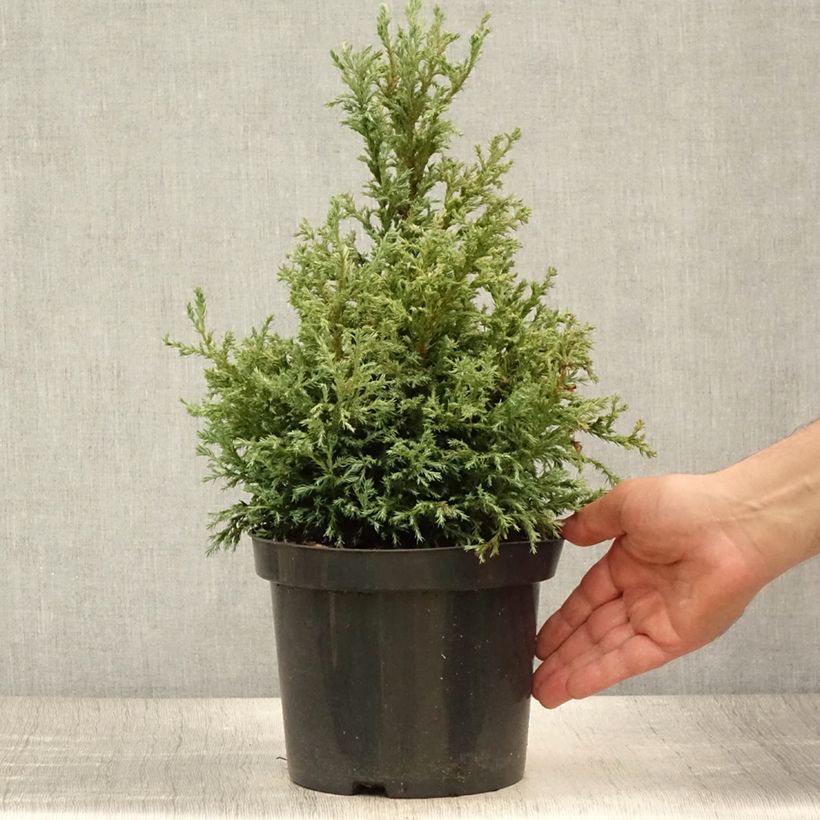 Amostra de Chamaecyparis pisifera Baby Blue Vaso de 3 L/4 L tal como entregue no verão