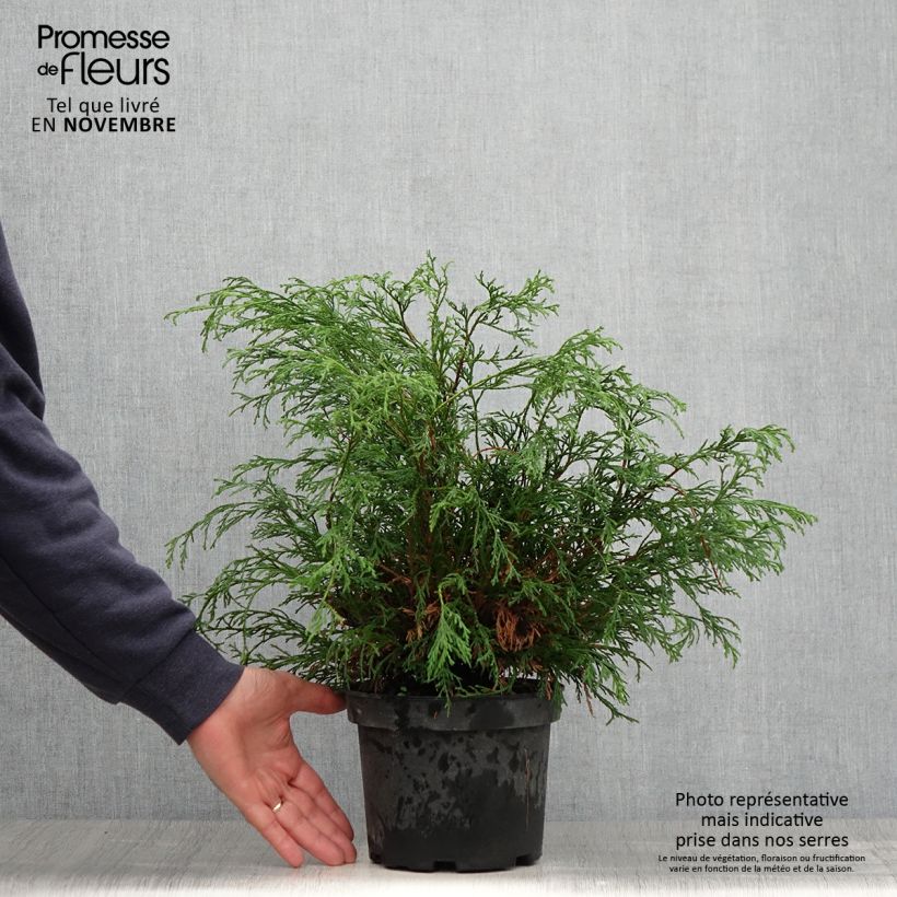 Amostra de Chamaecyparis pisifera Filifera Vaso de 2 L/3 L tal como entregue no outono