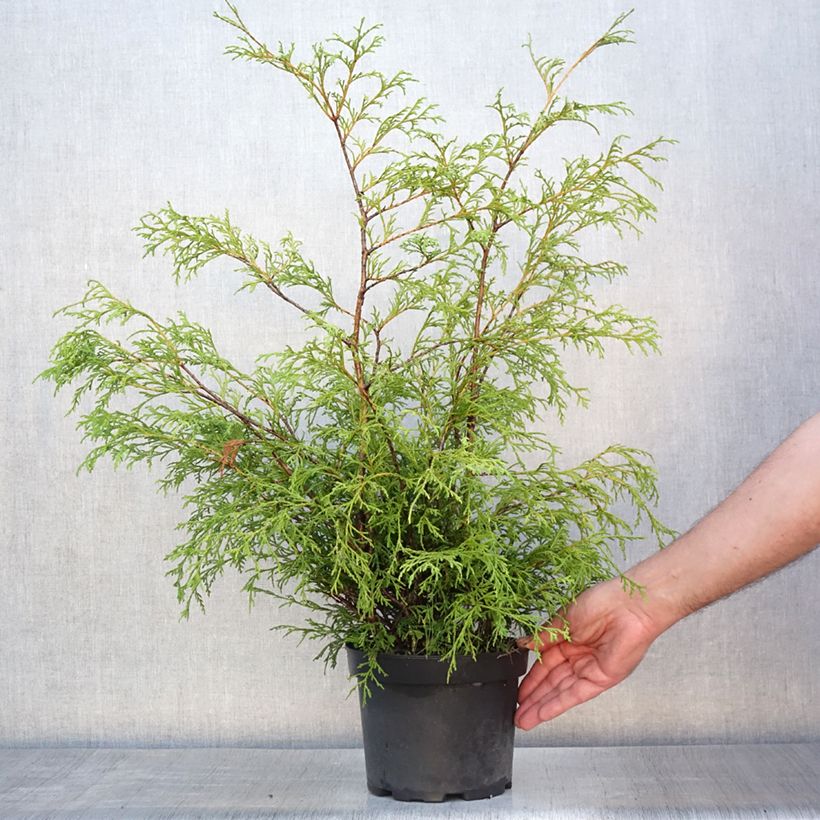 Amostra de Chamaecyparis pisifera Filifera Vaso de 2 L/3 L tal como entregue no verão