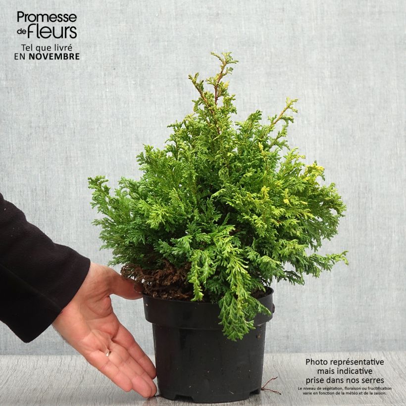 Amostra de Chamaecyparis pisifera Pincushion Vaso de 2 L/3 L tal como entregue no outono