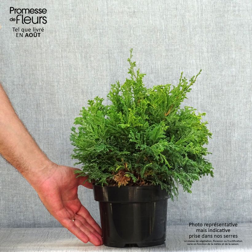 Amostra de Chamaecyparis pisifera Pincushion Vaso de 2 L/3 L tal como entregue no verão