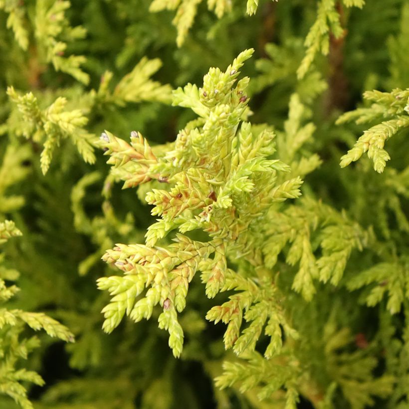 Chamaecyparis pisifera Pincushion (Folhagem)