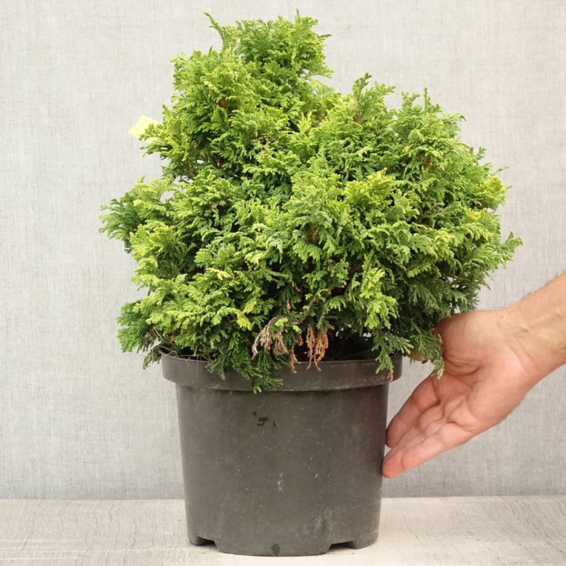 Amostra de Chamaecyparis pisifera Pincushion Vaso de 4 L/5 L tal como entregue no verão