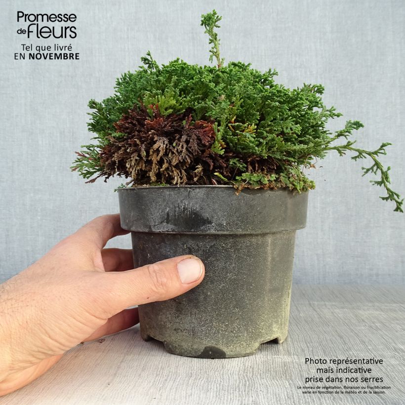 Amostra de Chamaecyparis pisifera Hime Sawara Vaso de 2 L/3 L tal como entregue no outono