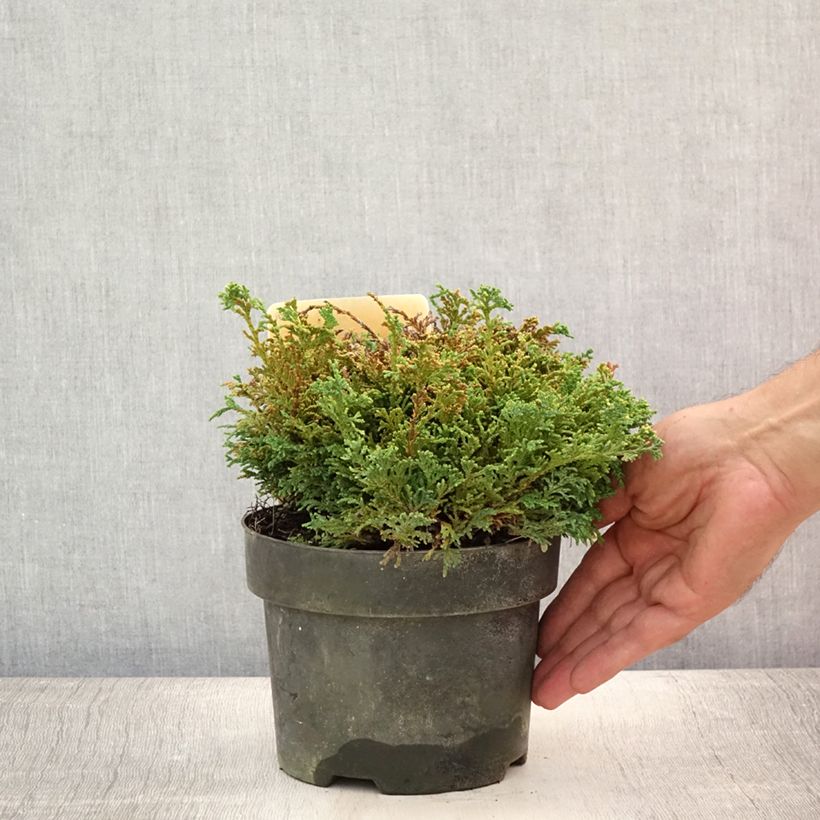 Amostra de Chamaecyparis pisifera Hime Sawara Vaso de 2 L/3 L tal como entregue no verão