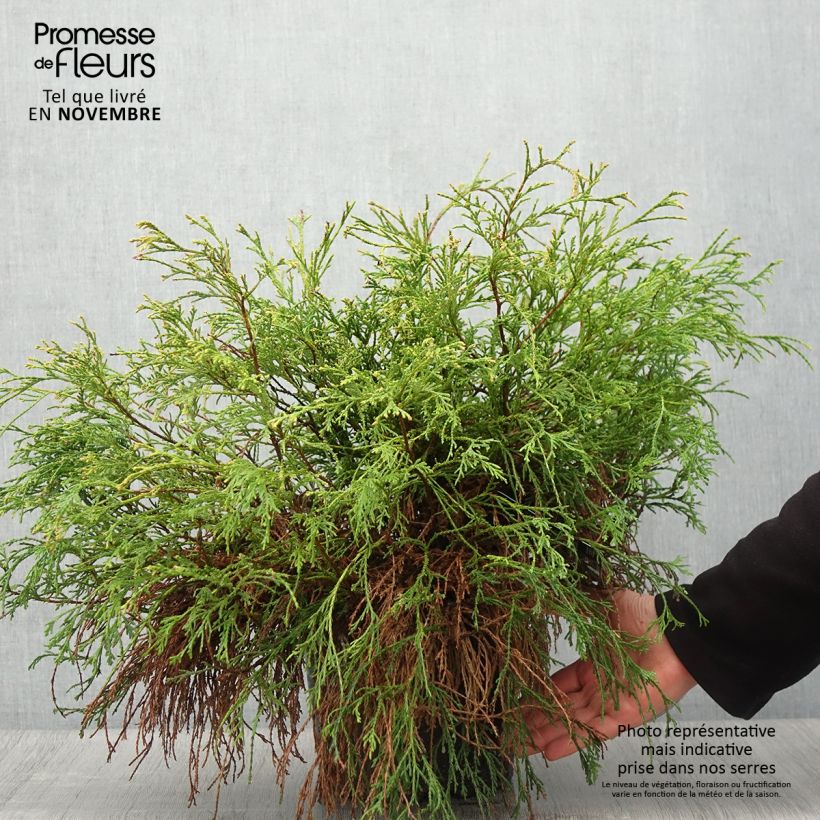 Amostra de Chamaecyparis pisifera Sungold Vaso de 7,5 L/10 L tal como entregue no outono