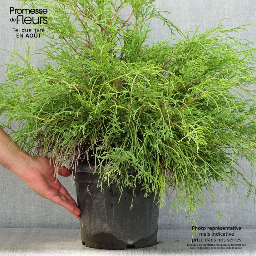 Amostra de Chamaecyparis pisifera Sungold Vaso de 7,5 L/10 L tal como entregue no verão