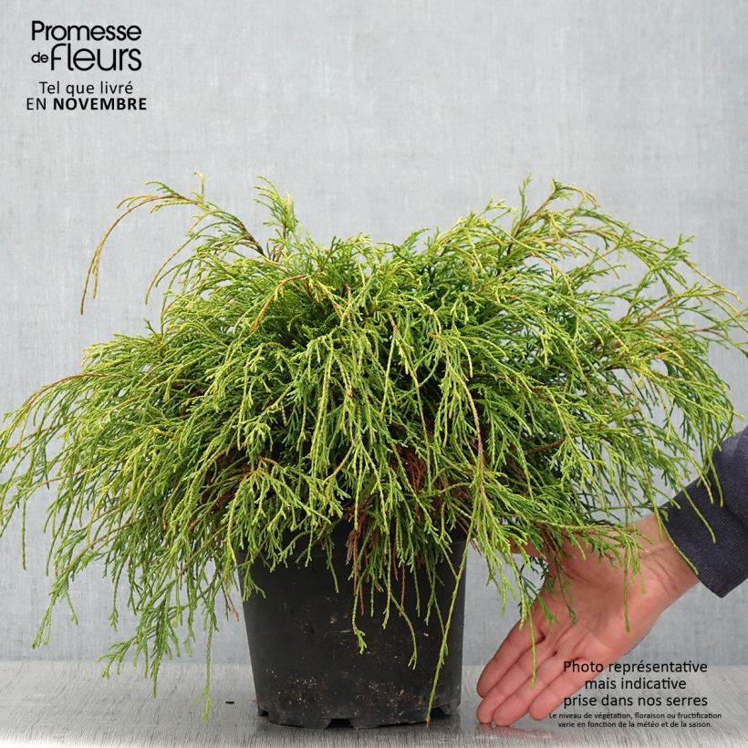 Amostra de Chamaecyparis pisifera Sungold Vaso de 3 L/4 L tal como entregue no outono