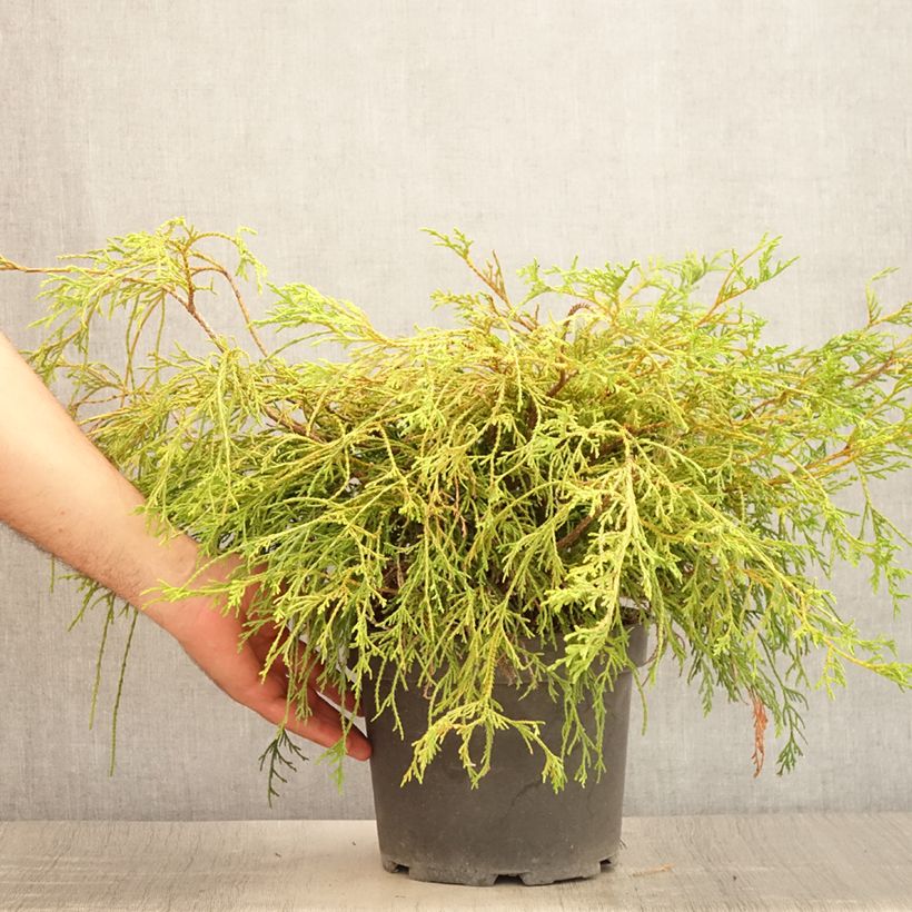 Amostra de Chamaecyparis pisifera Sungold Vaso de 3 L/4 L tal como entregue no verão