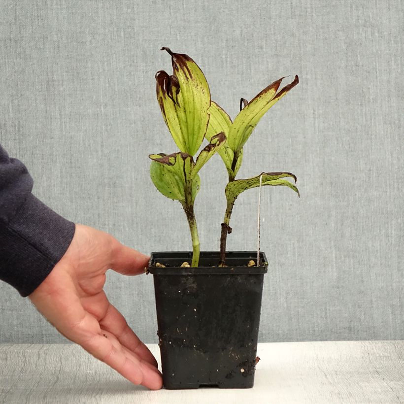 Amostra de Cypripedium Aki Vaso de 1 L/1,5 L tal como entregue no verão