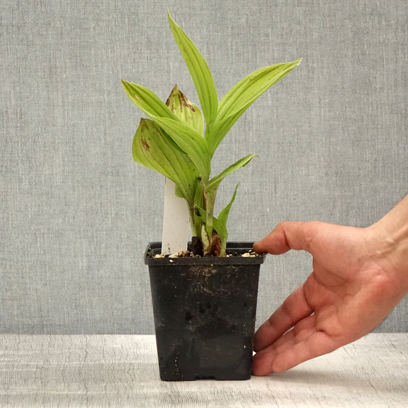 Amostra de Cypripedium Aki Vaso de 1 L/1,5 L tal como entregue na primavera