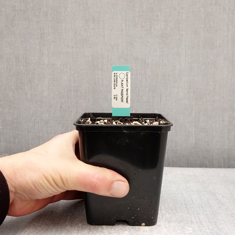 Amostra de Cypripedium Bernd Pastel Vaso de 1 L/1,5 L tal como entregue no inverno