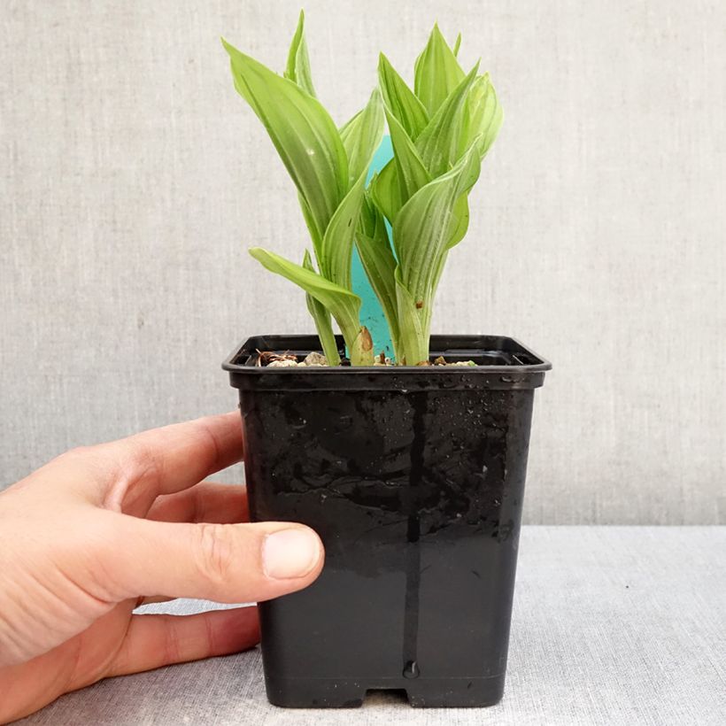 Amostra de Cypripedium Bernd Pastel Vaso de 1 L/1,5 L tal como entregue na primavera