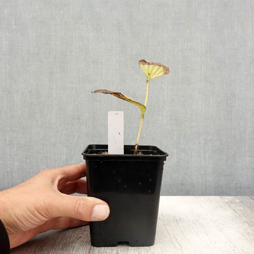 Amostra de Cypripedium Emil Vaso de 1 L/1,5 L tal como entregue no outono