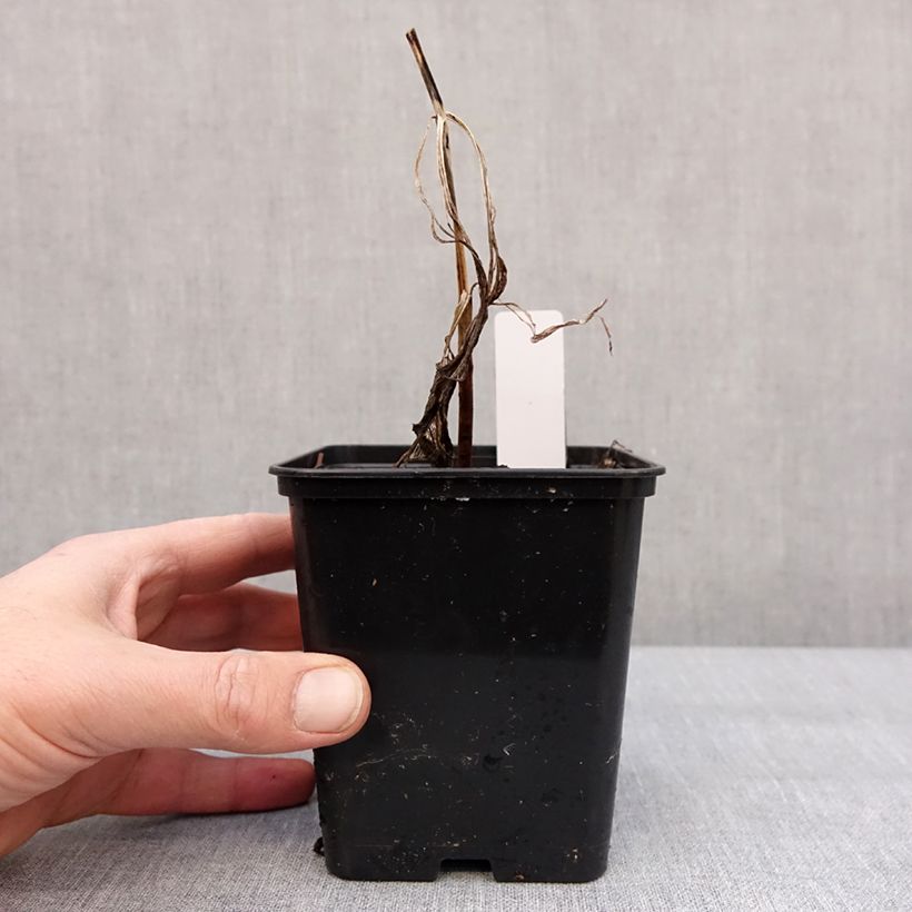 Amostra de Cypripedium Emil - Sabot de Venus hybride Pot de 1L/1,5L tal como entregue no inverno