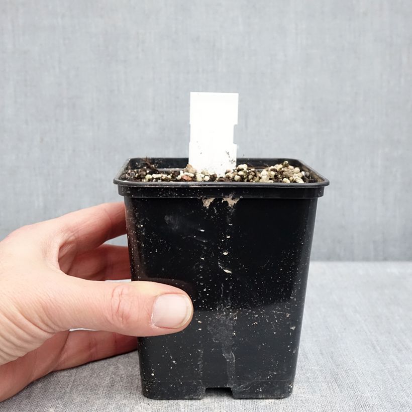 Amostra de Cypripedium formosanum - Sabot de Vénus de Formose Vaso de 1 L/1,5 L tal como entregue no inverno