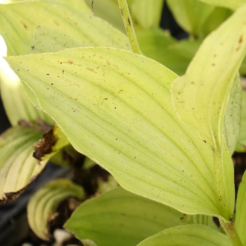 Cypripedium Gisella (Folhagem)