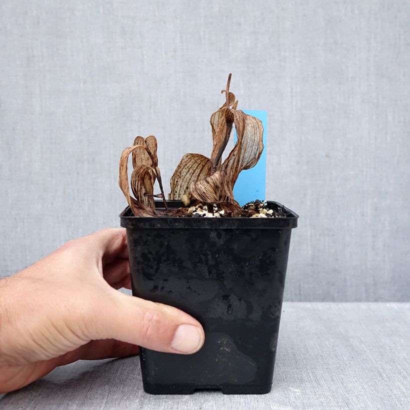 Amostra de Cypripedium Gisella Vaso de 1 L/1,5 L tal como entregue no outono