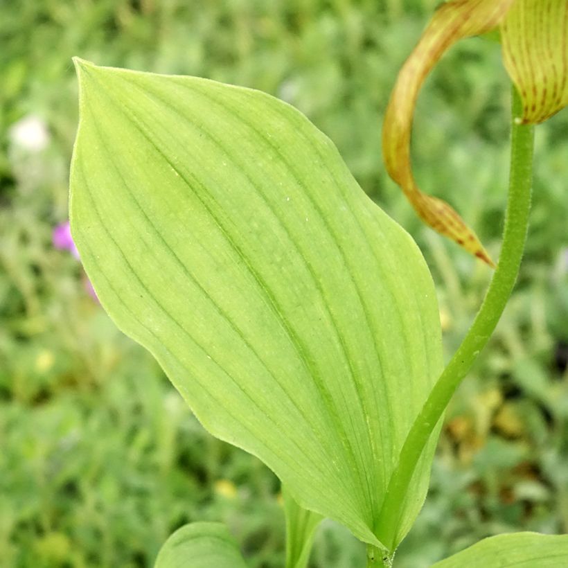 Cypripedium Inge (Folhagem)
