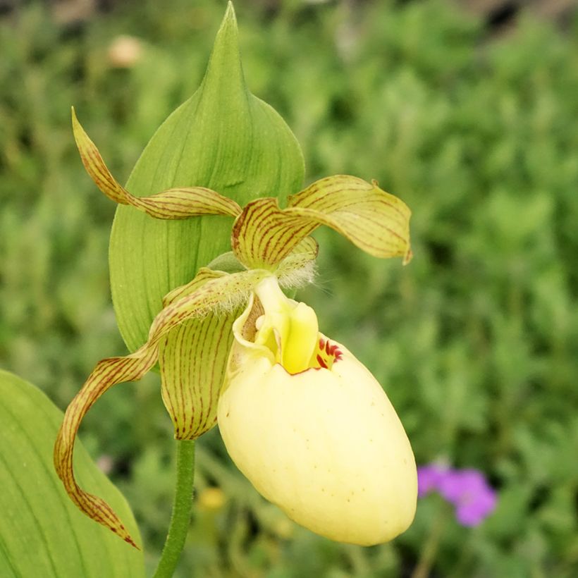 Cypripedium Inge (Floração)