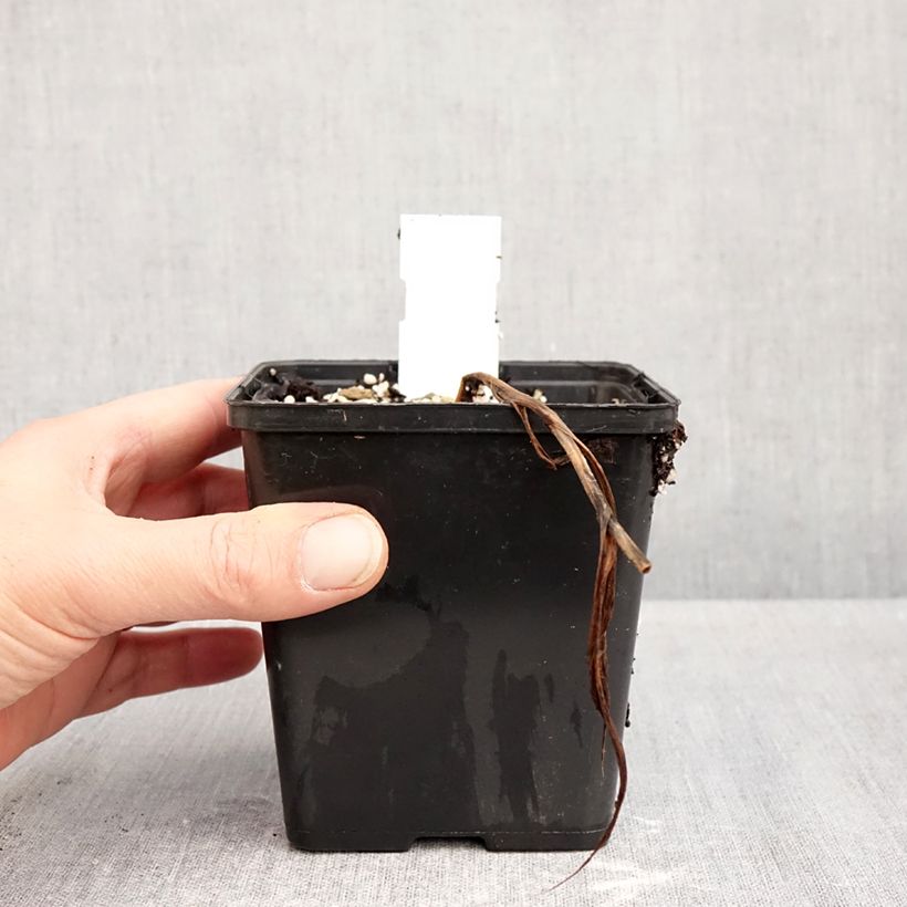 Amostra de Cypripedium Inge Vaso de 1 L/1,5 L tal como entregue no outono