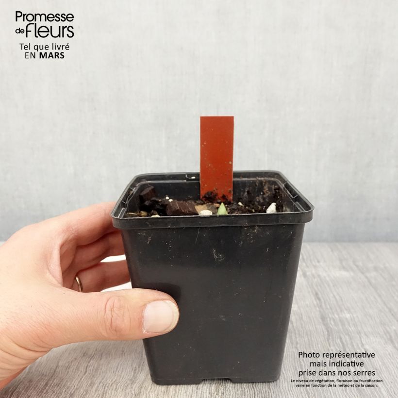 Amostra de Cypripedium Lucy Pinkepank Vaso de 1 L/1,5 L tal como entregue na primavera