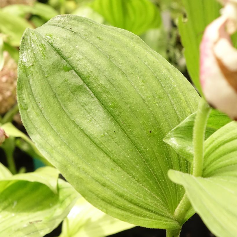 Cypripedium Lucy Pinkepank (Folhagem)