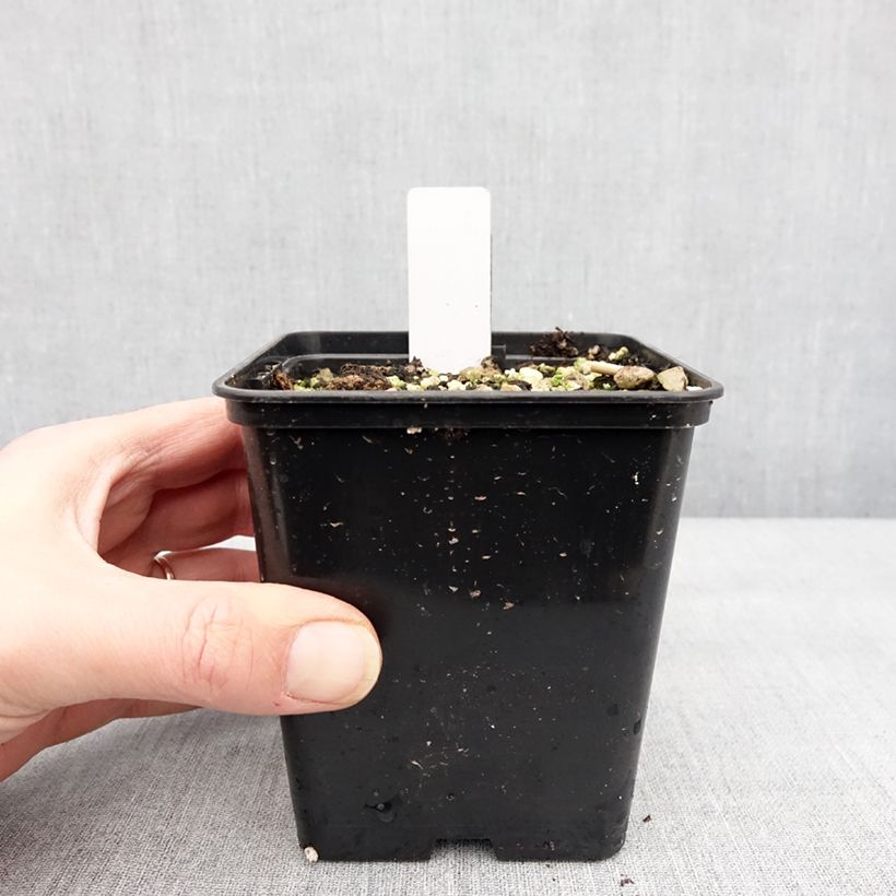 Amostra de Cypripedium parviflorum pubescens - Sabot de Venus Pot de 1L/1,5L tal como entregue no inverno