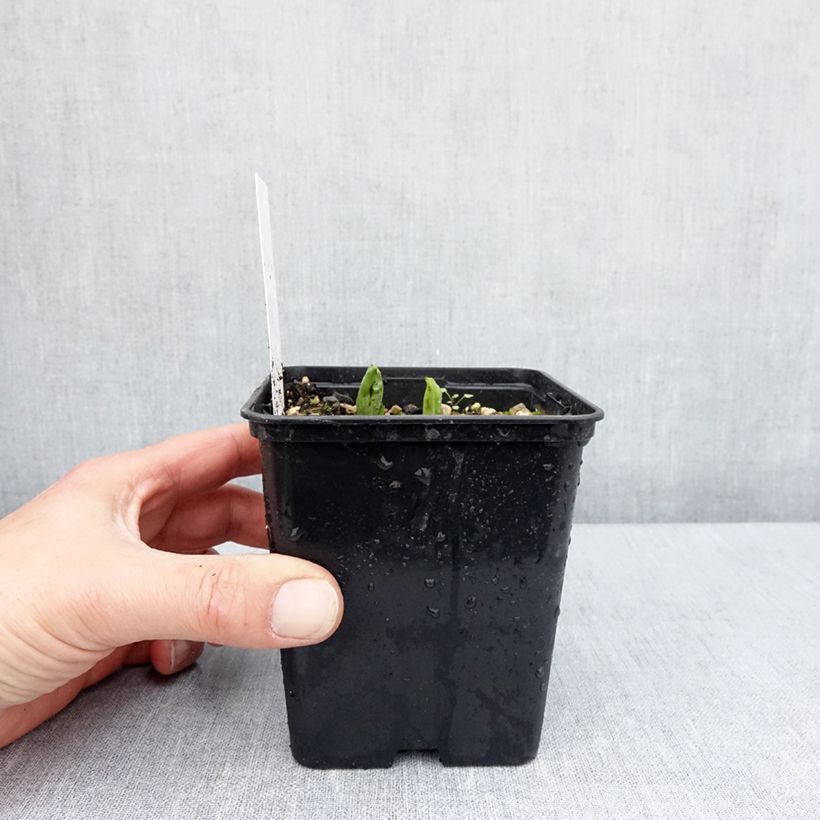 Amostra de Cypripedium parviflorum var. pubescens Vaso de 1 L/1,5 L tal como entregue na primavera