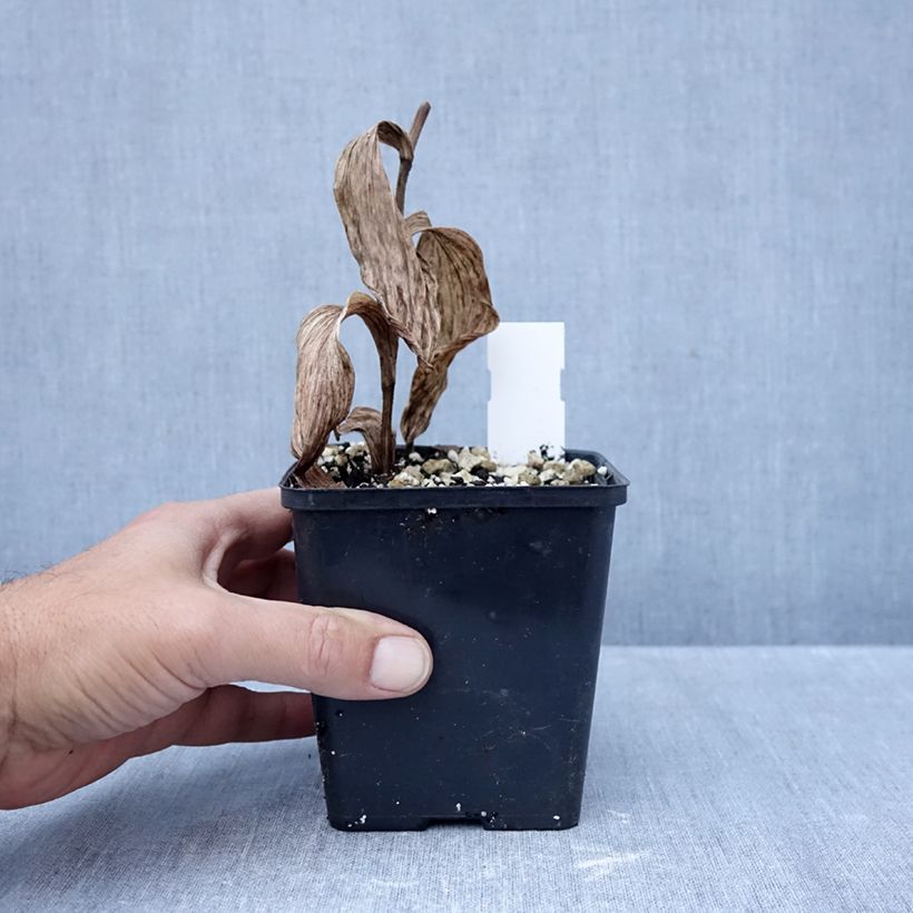 Amostra de Cypripedium Philipp Vaso de 1 L/1,5 L tal como entregue no outono