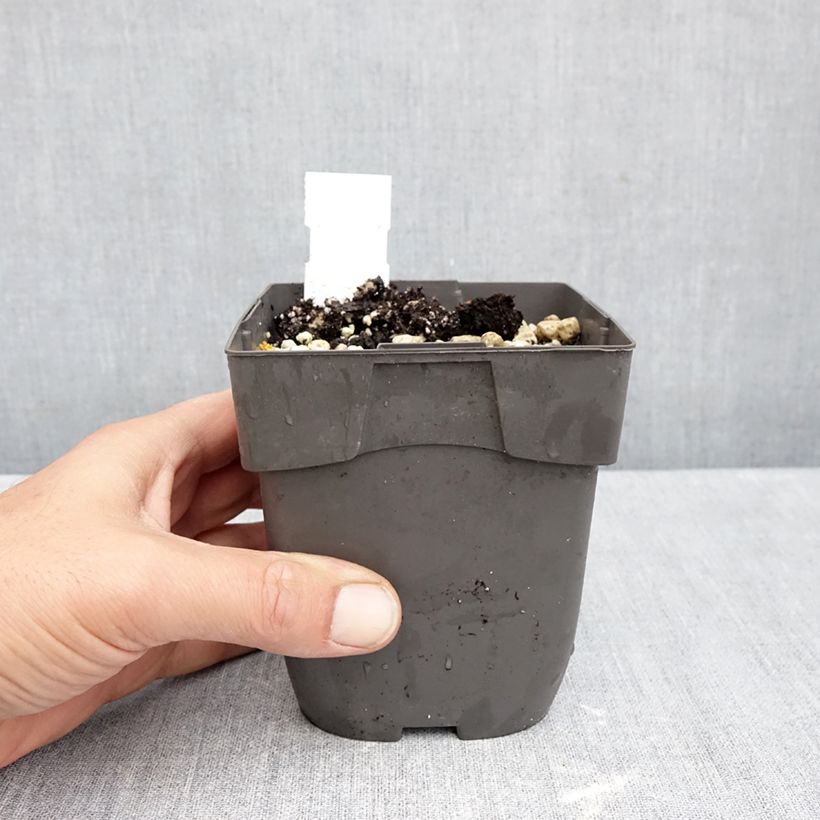 Amostra de Cypripedium reginae Vaso de 1 L/1,5 L tal como entregue no outono