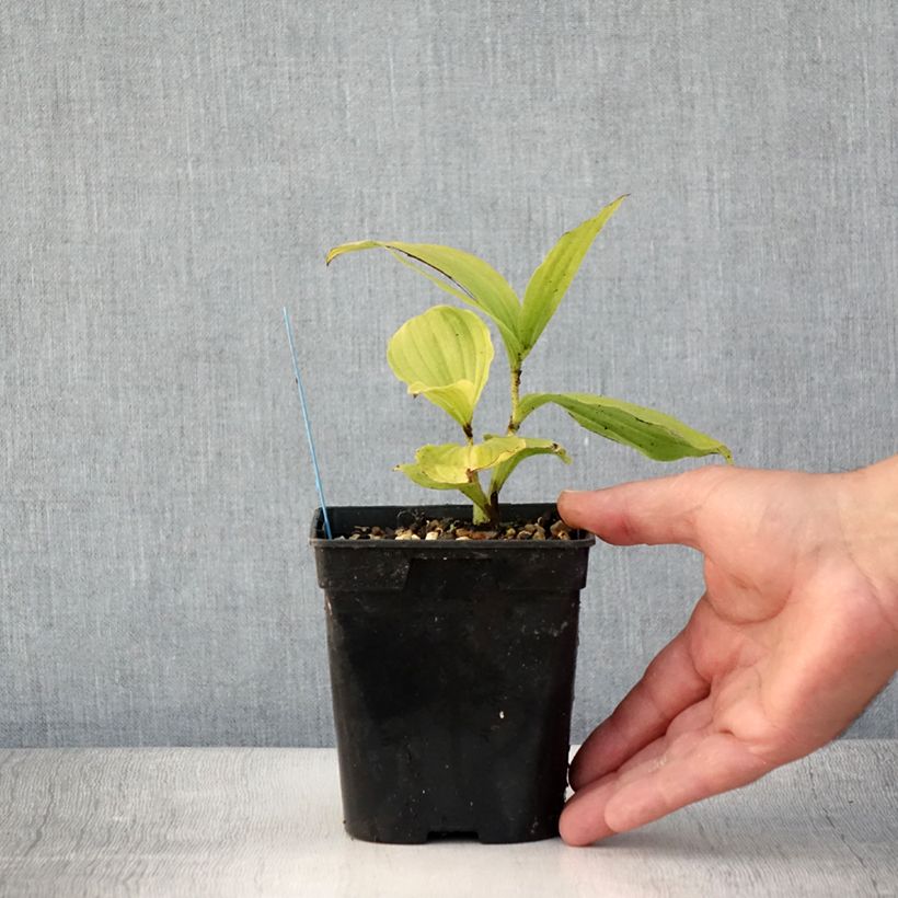 Amostra de Cypripedium reginae Vaso de 1 L/1,5 L tal como entregue no verão