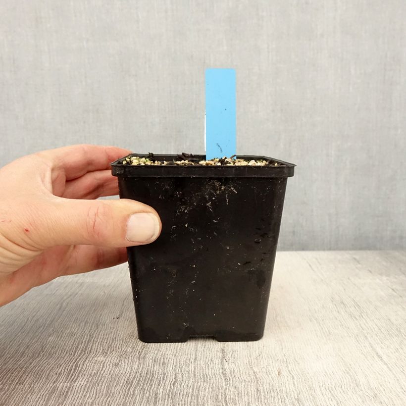 Amostra de Cypripedium reginae Vaso de 1 L/1,5 L tal como entregue na primavera