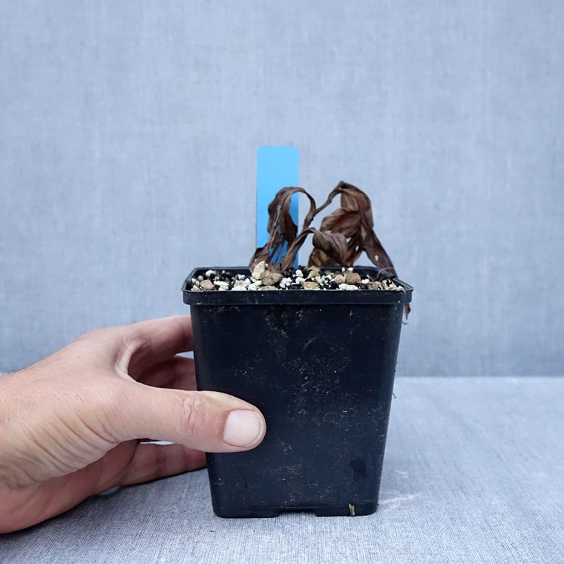 Amostra de Cypripedium Sabine Pastel Vaso de 1 L/1,5 L tal como entregue no outono