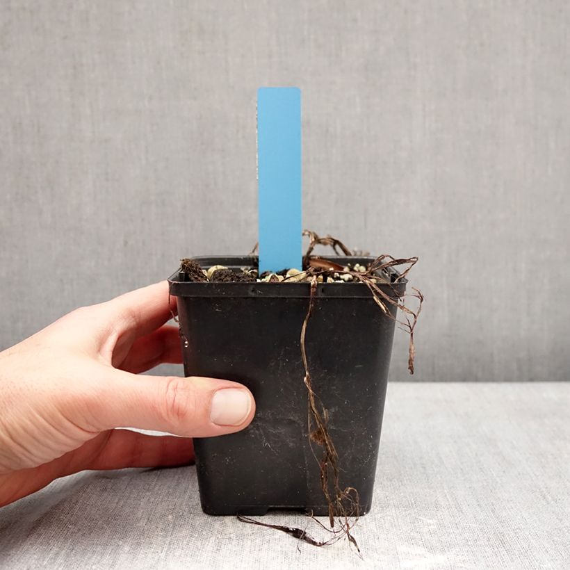 Amostra de Cypripedium Sabine Pastel Vaso de 1 L/1,5 L tal como entregue no inverno