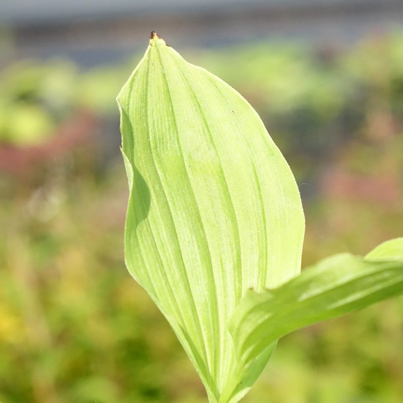 Cypripedium Sabine (Folhagem)