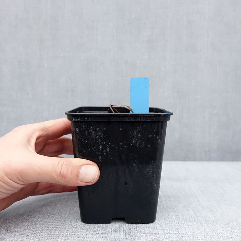 Amostra de Cypripedium x ventricosum Red - Sabot de Venus hybride Pot de 1L/1,5L tal como entregue no inverno