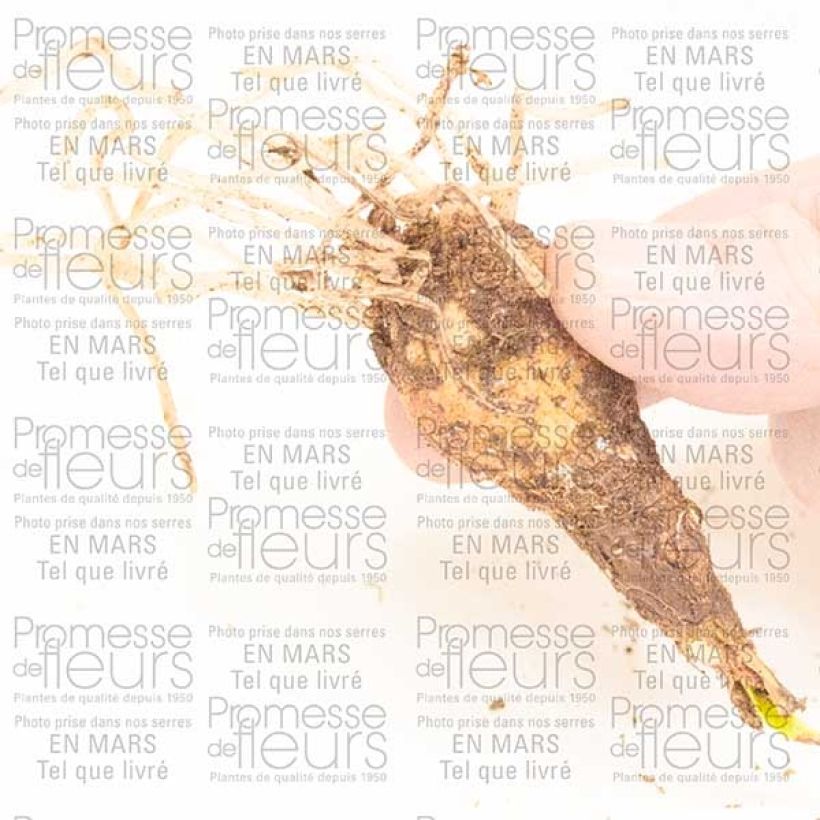 Exemplo de amostra de Cyrtanthus Pink Diamond Bulbe Kaliber/Größe 10+ tal como entregue