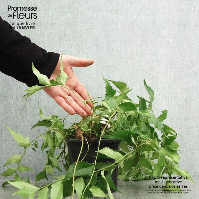 Amostra de Cyrtomium falcatum - Fougère persistante Vaso de 2 L/3 L tal como entregue no inverno